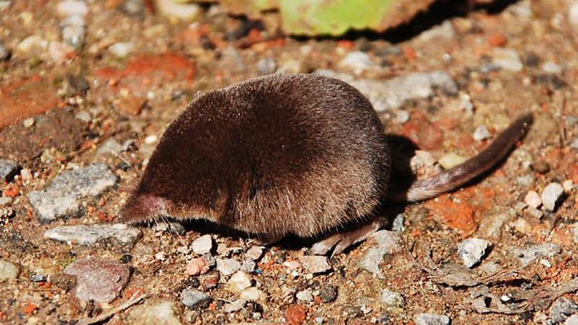 Pygmy shrew