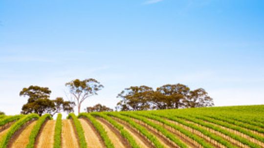 Ultimate Guide to South Australian Wine Regions