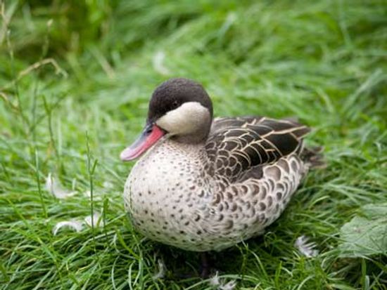 18新利最新登入南卡罗来纳水禽协会是如何运作的吗”class=