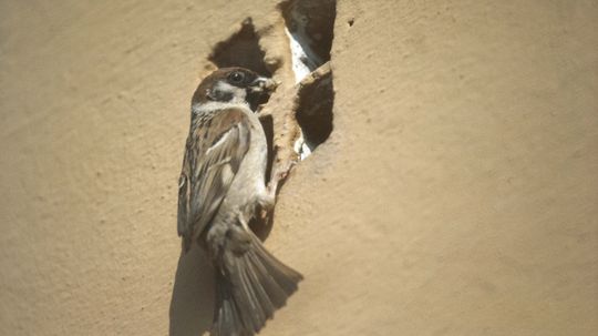 Urban Birds Oust Bugs With Butts