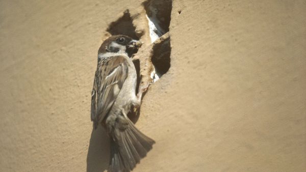 French Rooks Trained as Park Janitors