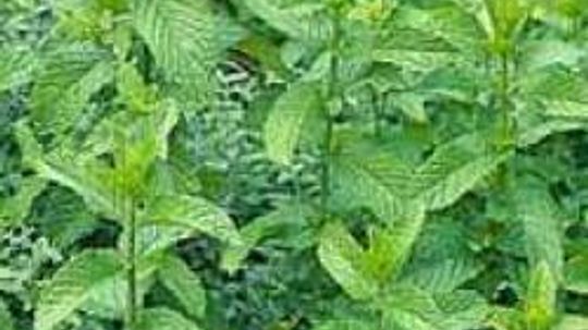 Using Mint to Treat Upset Stomach