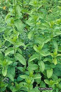 Spearmint has rich greenleaves that give off awonderful fragrancewhen rubbed.