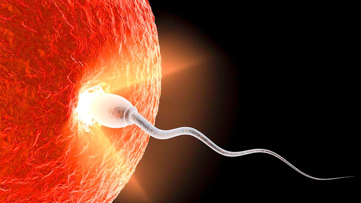 How Long After Sex Does Conception Occur Howstuffworks