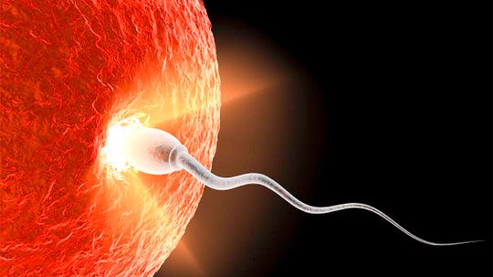 How Long After Sex Does Conception Occur?