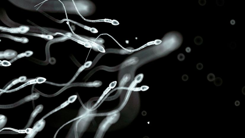 A new study finds that sperm count is down significantly in men across several locations, including the United States and Europe. SCIEPRO/Getty Images
