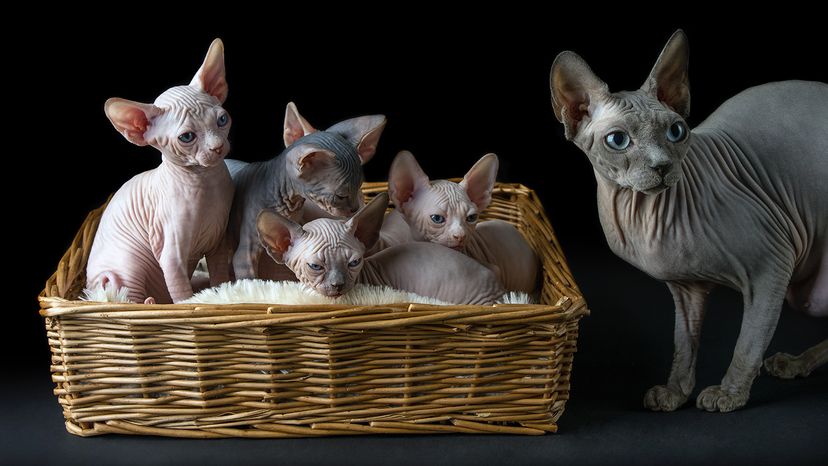 Sphynx猫窝小猫”width=