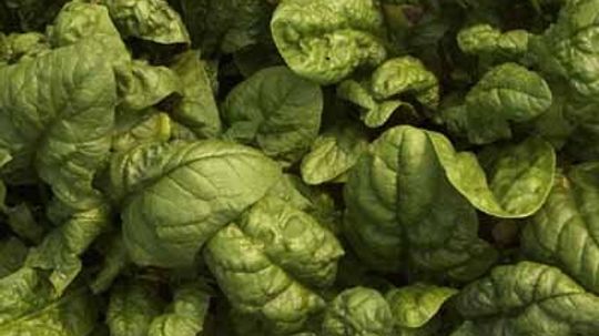 How can intestinal bacteria like E. coli infect a vegetable like spinach?