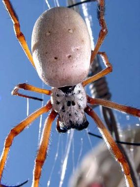 A female golden orb spider in its web