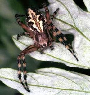 Insects, including orb web spiders (pictured) have exoskeletons to protect their bodies.