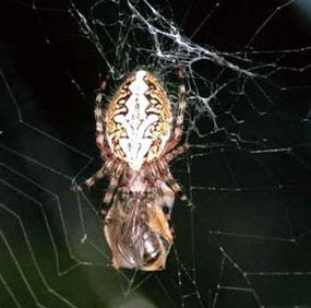 What shape web does a spider spin in space?