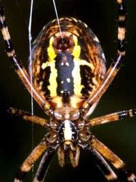 Argiope Bruennich，Orb Web编织器，旋转丝绸“border=