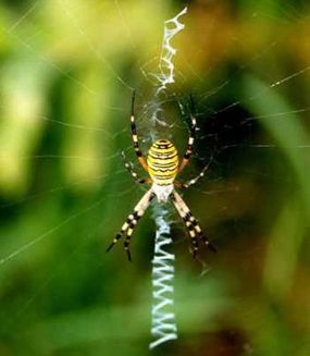 Argiope bruennichi, an orb web spider