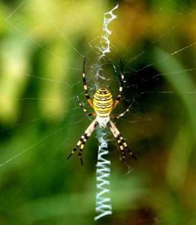 Argiope Bruennichi，Orb Web蜘蛛“border=