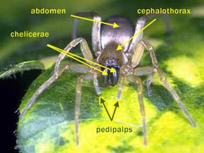parts of a spider