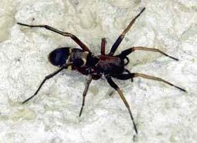 Micaria romana: While these spiders have eight legs and two body segments, like all other spiders, they superficially resemble their primary prey, ants.
