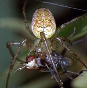An orb web spider feeding on a fly