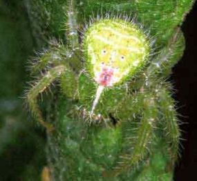 Two examples of crab spiders camouflaging themselves to catch insects off guard: Misumena vatia, the yellow crab spider above, can change its coloration over a couple of days to match flowers and other surroundings.