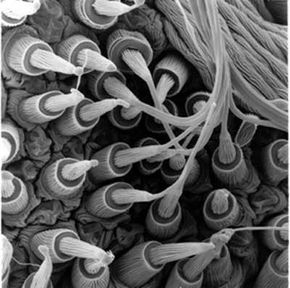 Electron microscope image of a spider's silk spigots