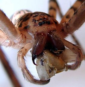 Where did spiders get their venom?, eLife Science Digests