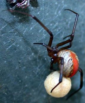 How Spiders Use Silk HowStuffWorks