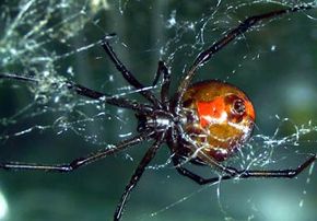 A female redback spider in her web