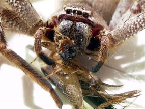 Where did spiders get their venom?, eLife Science Digests