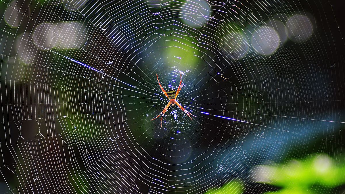 New protein found in strongest spider web material