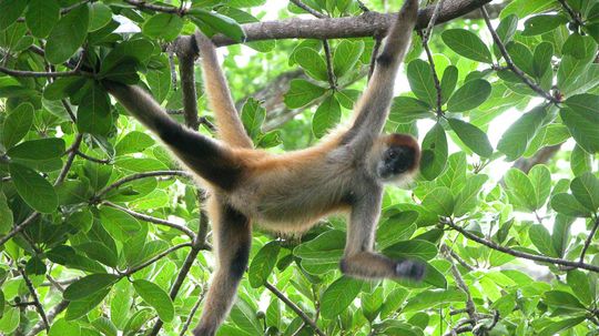 Spider Monkeys Are the Trapeze Artists of the Treetops
