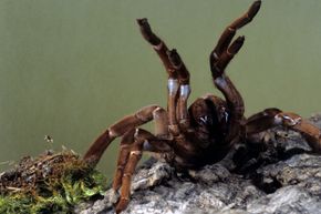 When we think of scary, unsightly spiders, we often think of the tarantula. Turns out these big boys don't actually pack that much of a punch in their bites.