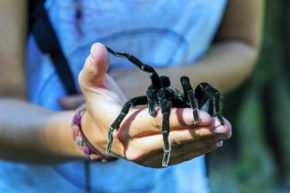 Eight strange but true spider facts