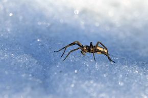 Though birds, bears and other creature often travel to warmer locations during the winter, house spiders have adapted enough to omit the annual journey for survival.