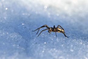 Spiders Commonly Found in Gardens and Yards - Susan Masta