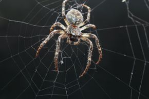 Orb webs may be the best known type, but spiders are a lot more creative than we give them credit for.