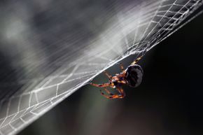 蜘蛛的网,但并不是所有的小家伙天赋web设计师。”border=