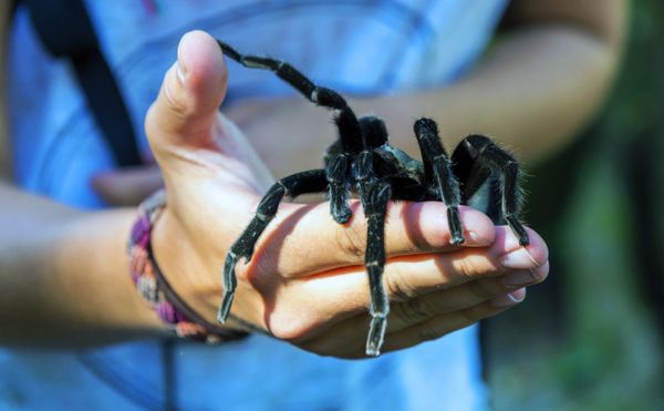 A black spider sitting on a woman hand.