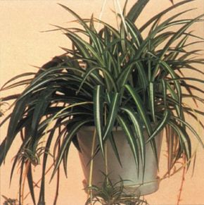 Spider plant develops plantlets on its stems. See more pictures of house plants.