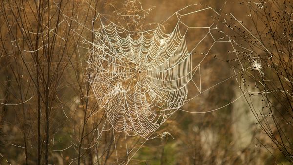 web silk are lined with little dew drops making it look thick