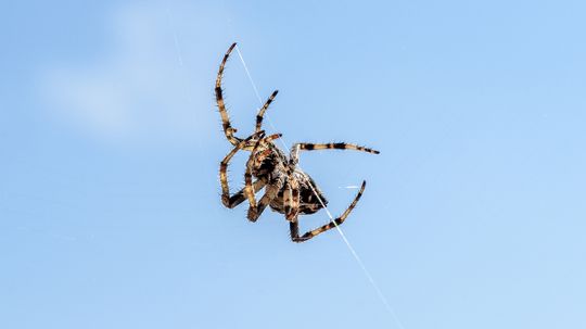Unique Silk Physics Keeps Dangling Spiders From Twisting Wildly