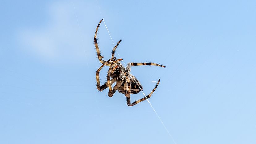 Spider silk has special properties that help spiders stay steady when they descend on their threads. _jure/iStock/Thinkstock