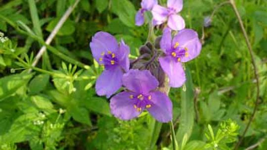 Spiderwort