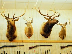 Deer head trophies and rifles mounted on wall