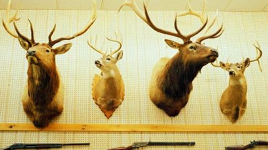 Animals reasons for hunting Why Do