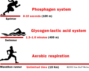 Exercise and the Glycogen Lactic Acid System How Exercise Works HowStuffWorks