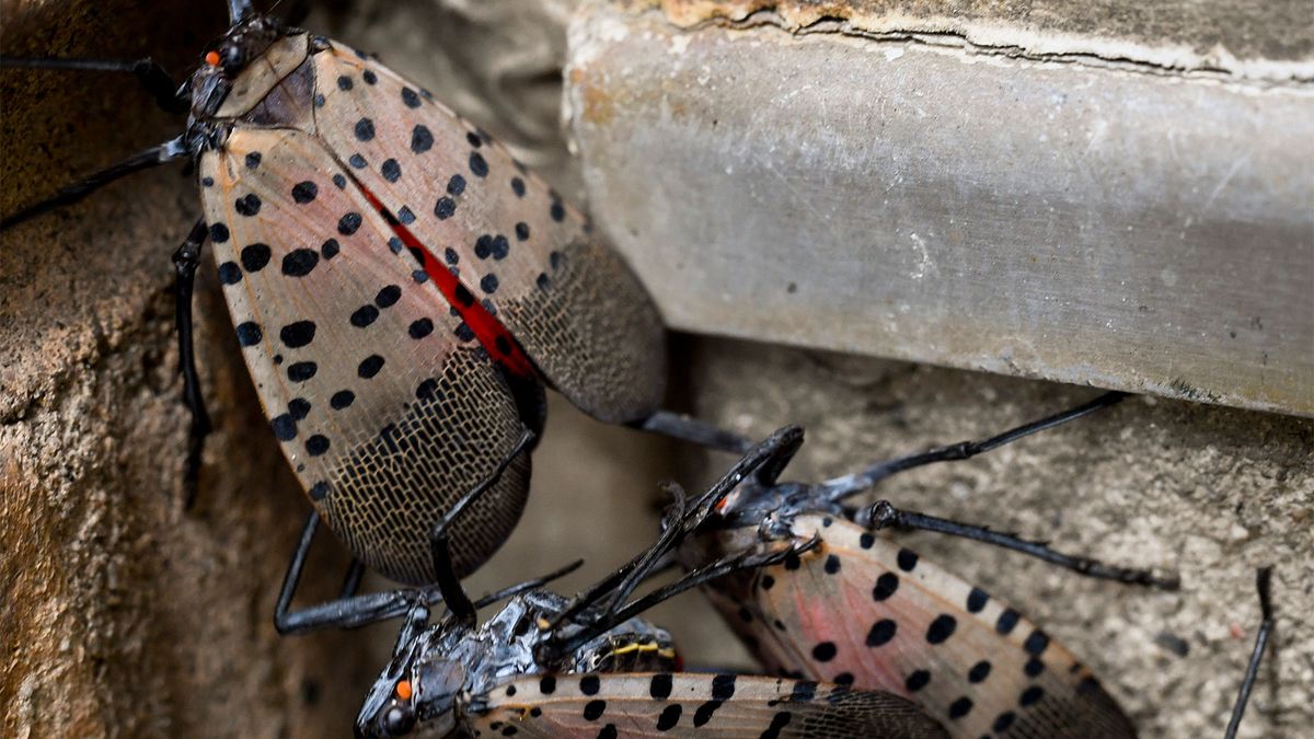 The Voracious Spotted Lanternfly Is Invading the Eastern U.S.