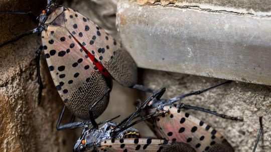 贪婪的斑点Lanternfly入侵美国东部”border=