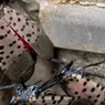贪婪的斑点Lanternfly入侵美国东部”width=