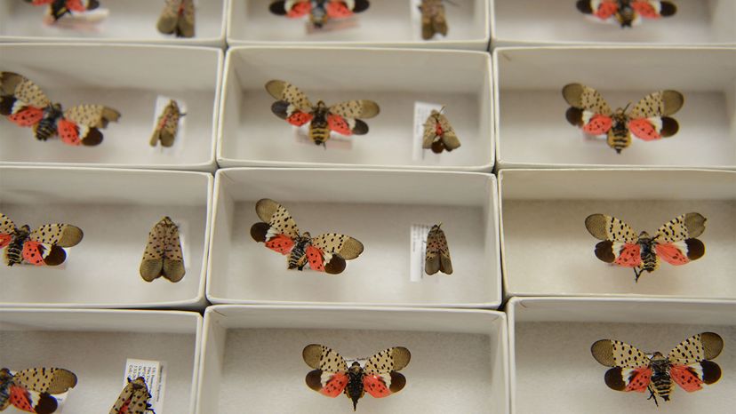 发现Lanternfly＂border=