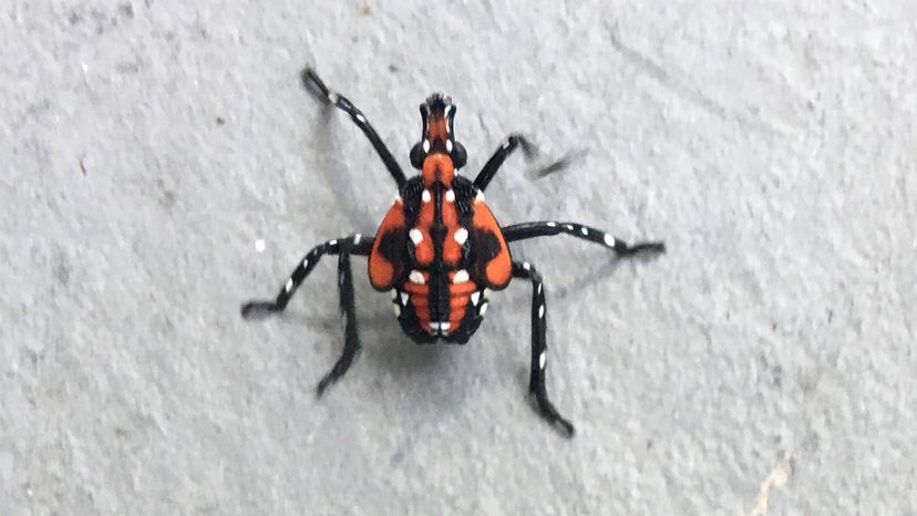 Spotted Lanternfly	