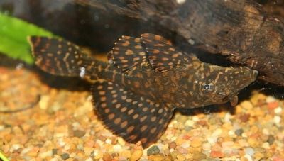 spotted pleco